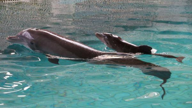 Nimic nu scapa de Rusia in Crimeea. Delfinii de lupta ai Ucrainei au ajuns la marina militara rusa Imagine