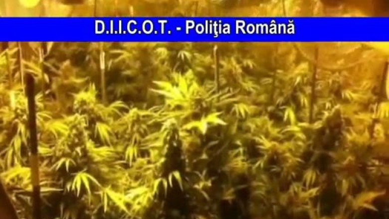 NO COMMENT. Un bucurestean cultiva cannabis pe muzica lui Vivaldi Imagine