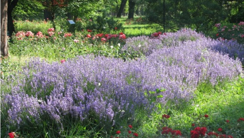 Noaptea Lunga a Filmelor Scurte se tine la Gradina Botanica. Digi Film ofera un premiu de 1.500 de euro Imagine