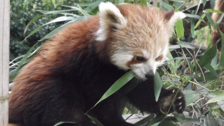 Noi locatari la gradina zoologica din New York. Patru pui de panda rosu au fost prezentati publicului Imagine