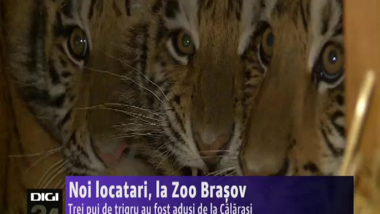 Noi locatari, la Zoo Brasov. Trei pui de tigru au fost adusi de la Calarasi Imagine