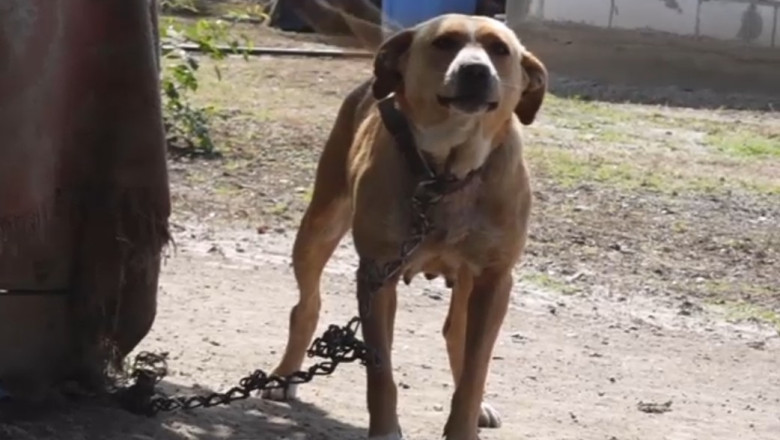 Noi reguli pentru protectia cainilor: O lege ar putea sa-i scape de lanturi. Ce prevede si la cat se ridica amenzile Imagine