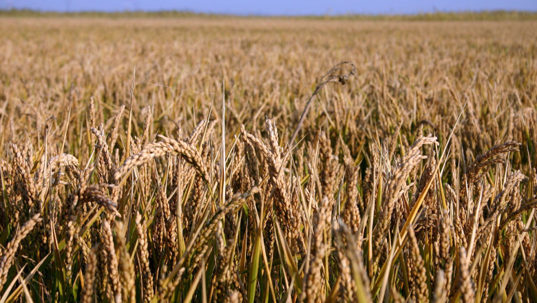Nou soi de grau: rezistent la ierni, productie de peste 10 tone la hectar Imagine