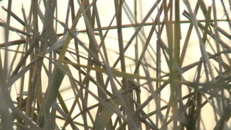 Noul Cod Fiscal: Impozit de sase ori mai mare pentru cei care nu isi lucreaza pamanturile Imagine