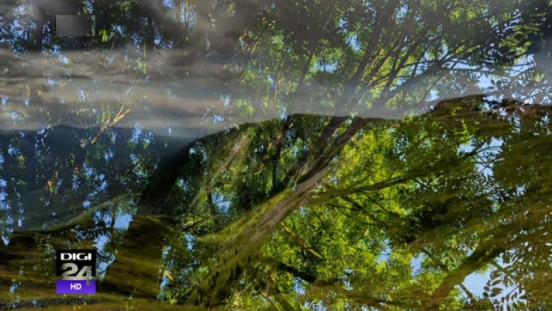 Noul Cod Silvic sperie vanzatorii. Pretul lemnului a crescut cu 30-40% in judetul Bihor Imagine