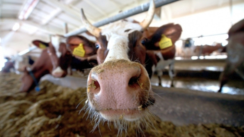 Noul impozit pe grajduri si sere: Pentru ce amenajari vor plati societatile agricole si asociatiile de fermieri de la 1 ianuarie Imagine