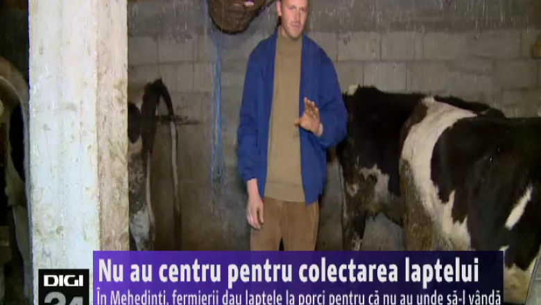 Nu au centru pentru colectarea laptelui. In Mehedinti, fermierii dau laptele la porci, pentru ca nu au unde sa-l vanda   Imagine