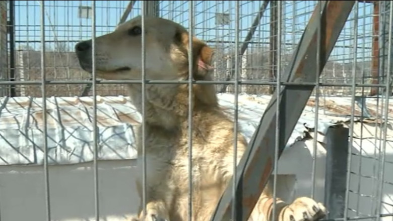 Nu aveti carnet de sanatate pentru catei? Riscati amenda de 3.000 de lei Imagine