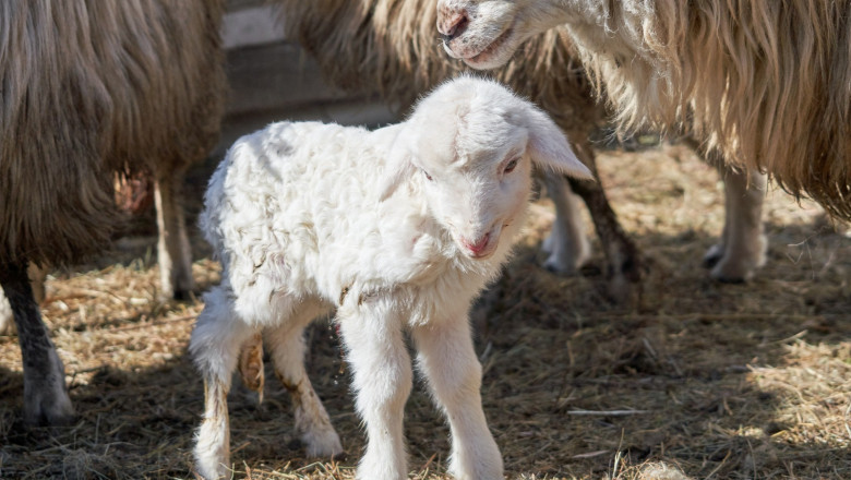 „Nu mai putem sa vindem”. Disperare printre ciobani cu o luna inainte de Paste, dupa ce exportul din Romania a fost interzis in UE Imagine