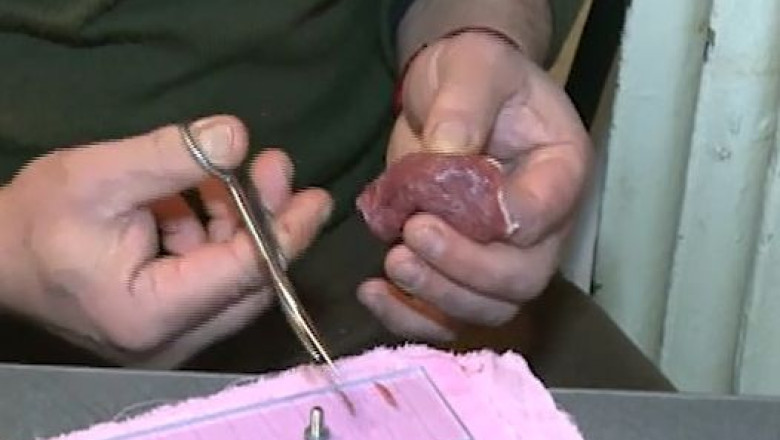 Nu se inghesuie la testarea carnii de porc pentru depistarea trichinelozei Imagine