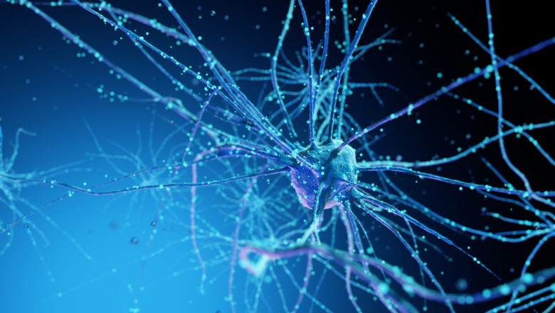 Nu toate celulele cerebrale se gasesc in creier. Neuronii specializati, cheia viitoarelor generatii de medicamente Imagine