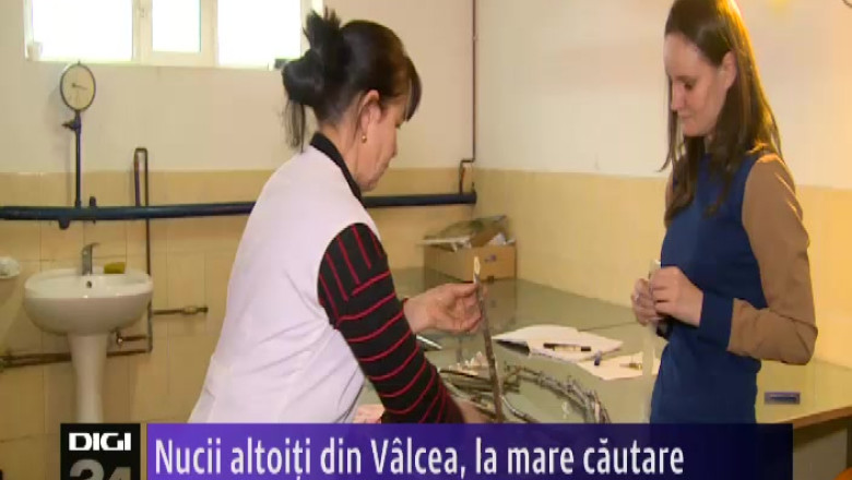 Nucii altoiti la Valcea sunt cautati in strainatate   Imagine