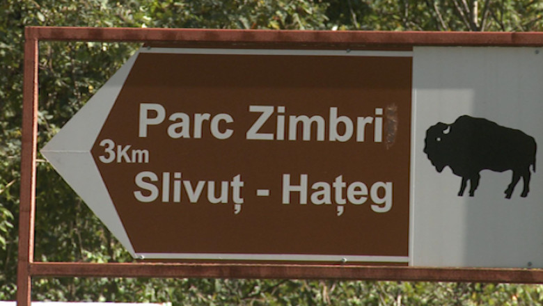 Numarul zimbrilor, la mai putin de jumatate Imagine