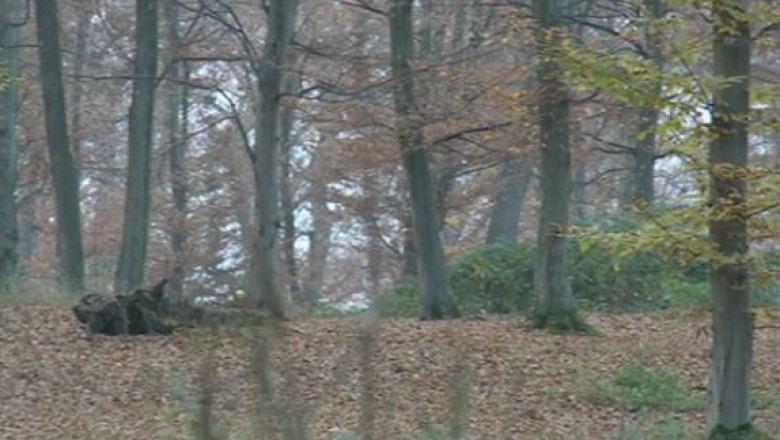 Numele judecatorului invinuit in dosarul retrocedarilor din Buzau apare intr-un alt scandal cu paduri Imagine