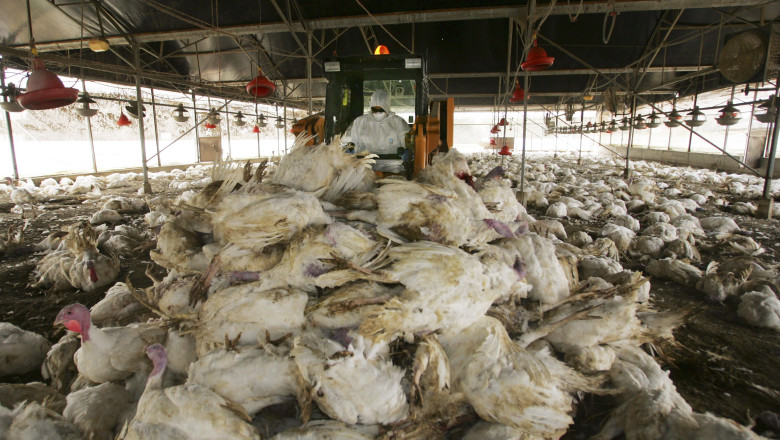 O agentie a ONU avertizeaza despre amenintarea „fara precedent” a gripei aviare. Virusul H5N1 pune in pericol securitatea alimentara Imagine