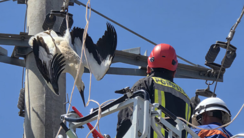 O barza a fost salvata in Giurgiu dupa ce si-a prins picioarele intr-un cablu de inalta tensiune Imagine