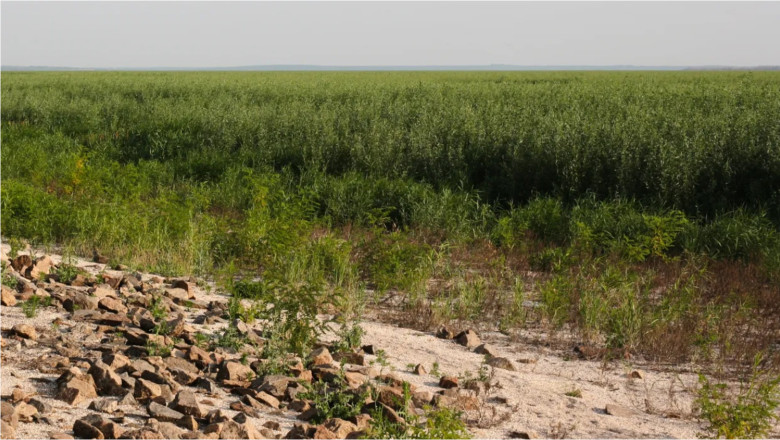 O „bomba cu ceas” sau o minune a naturii: O padure uriasa a aparut in locul marelui lac de acumulare din Ucraina distrus de Rusia Imagine