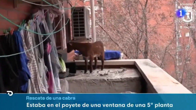 O capra blocata la etajul cinci a fost salvata de pompieri. Cum a ajuns animalul acolo Imagine