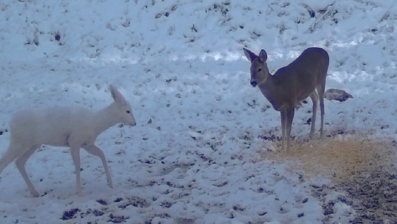 O caprioara alba, extrem de rara in fauna din Romania, surprinsa in Parcul Natural Bucegi Imagine