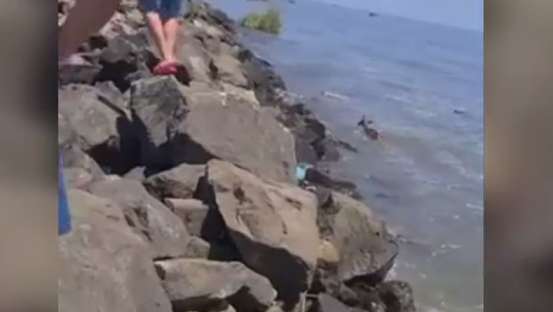 O caprioara si un caine au plutit pe apa din Herson pana la Odesa. Au fost dusi de viitura pana la mare pe resturi de plante si lemne Imagine