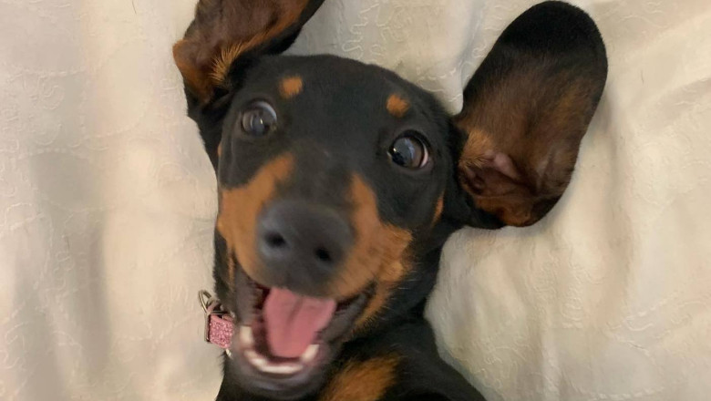 O catelusa a fost salvata, dupa ce a petrecut un an si cinci luni in salbaticie, in Australia. Cum a reusit sa supravietuiasca Imagine