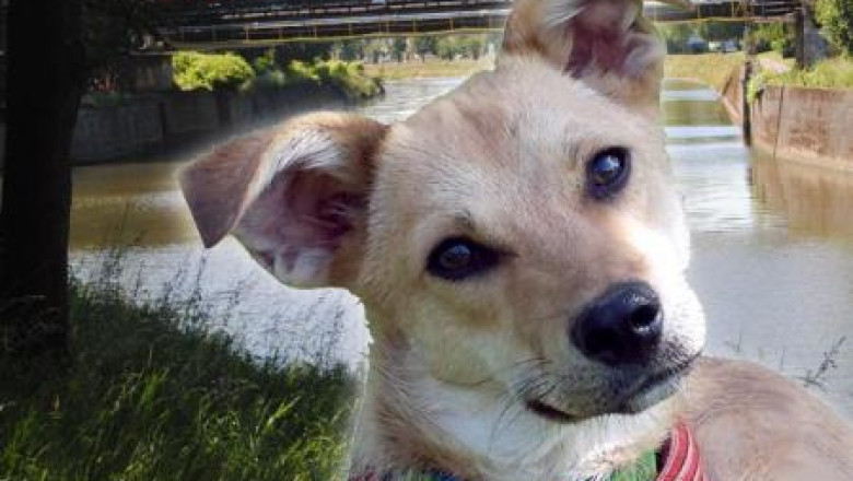 O catelusa adoptata din Romania a salvat o femeie de la inec in Belgia Imagine