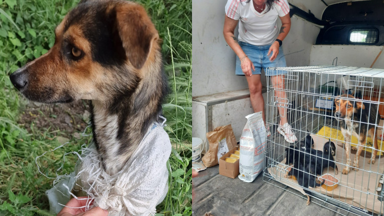 O catelusa si cei 7 pui ai ei au fost bagati intr-un sac, apoi lasati sa moara pe un teren parasit din Galati Imagine