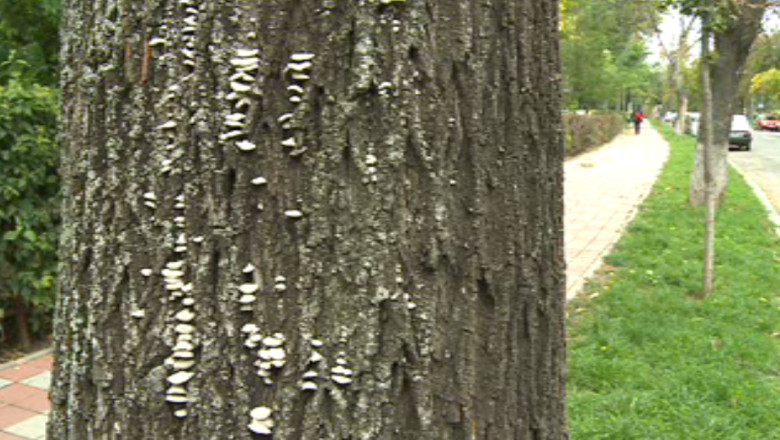 O ciuperca distruge copacii din Iasi Imagine