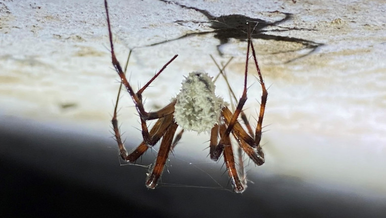 O ciuperca nou descoperita infecteaza paianjeni pe care ii transforma in „zombi”. Insectele isi schimba complet comportamentul Imagine