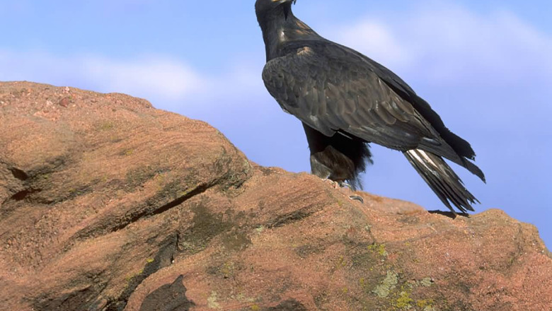 O compania eoliana din SUA a fost amendata cu un milion de dolari pentru moartea unor pasari Imagine