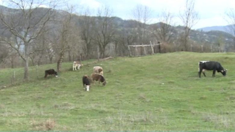 O companie italiana vrea sa produca mozzarella cu lapte oltenesc Imagine