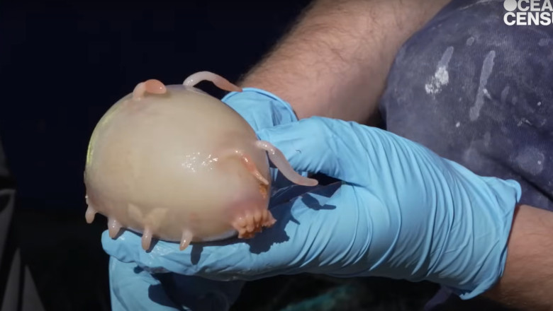 O creatura misterioasa si 100 de posibile specii noi, descoperite de cercetatori la aproape 5.000 de metri adancime Imagine