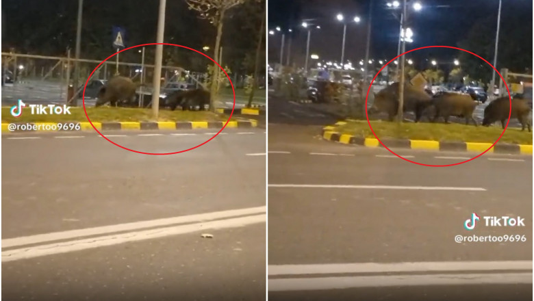 O familie de mistreti a fost surprinsa la plimbare pe strazile din Brasov Imagine