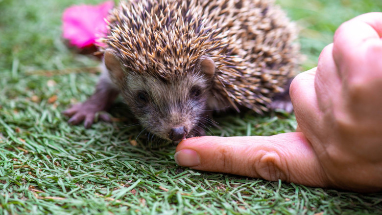O femeie a ajuns la Urgente dupa ce a fost muscata de mana de un arici pe care il confundase cu o pisica Imagine
