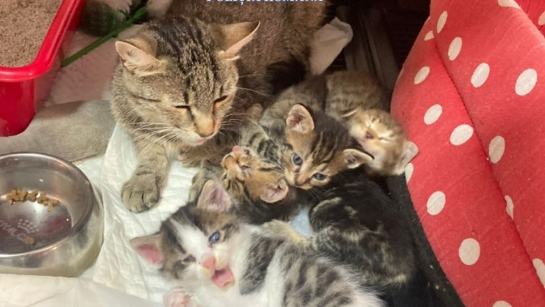 O femeie a fost amendata cu 12.000 de lei dupa ce a abandonat pe strada o pisica cu patru pui Imagine