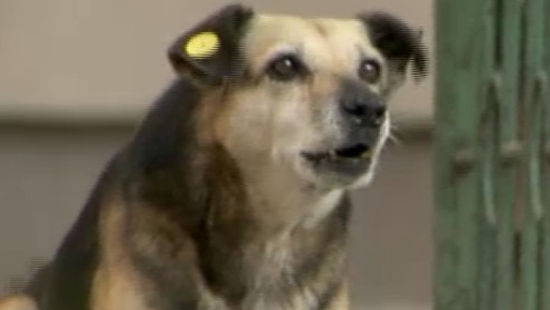 O femeie a fost atacata de caini in Bucuresti. Victima a fost dusa la Spitalul Universitar Imagine