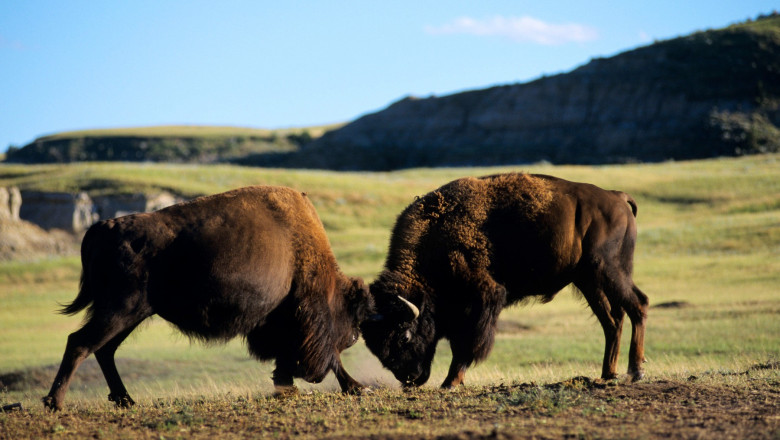 O femeie a fost atacata violent de un bizon in Parcul Yellowstone chiar cand iubitul ei incerca sa o ceara in casatorie Imagine