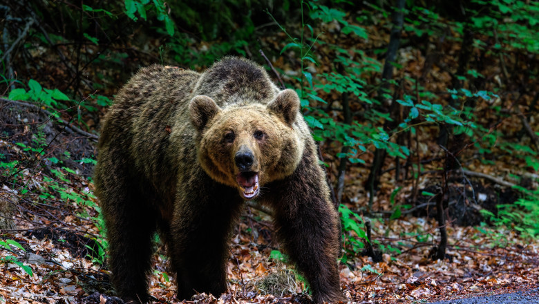 O femeie a fost muscata de urs pe Transfagarasan. A fost emis mesaj RO-Alert Imagine