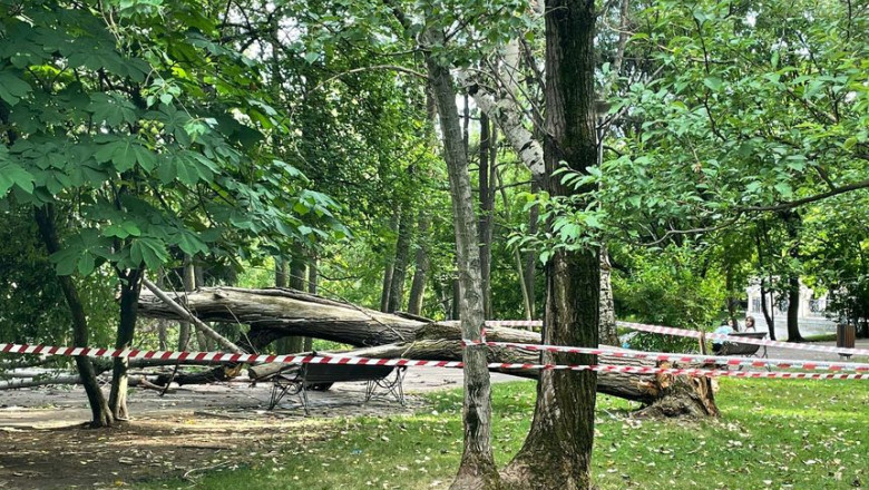 O femeie a fost ranita, dupa ce un copac s-a prabusit in parcul IOR din Bucuresti Imagine