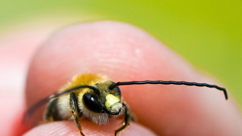 O femeie a murit dupa ce a fost intepata de un bondar. Cum s-a ajuns la acest caz extrem de rar si ce trebuie facut de urgenta Imagine