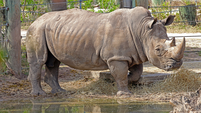 O femeie de 33 de ani a fost ucisa de un rinocer de la o gradina zoologica din Austria Imagine