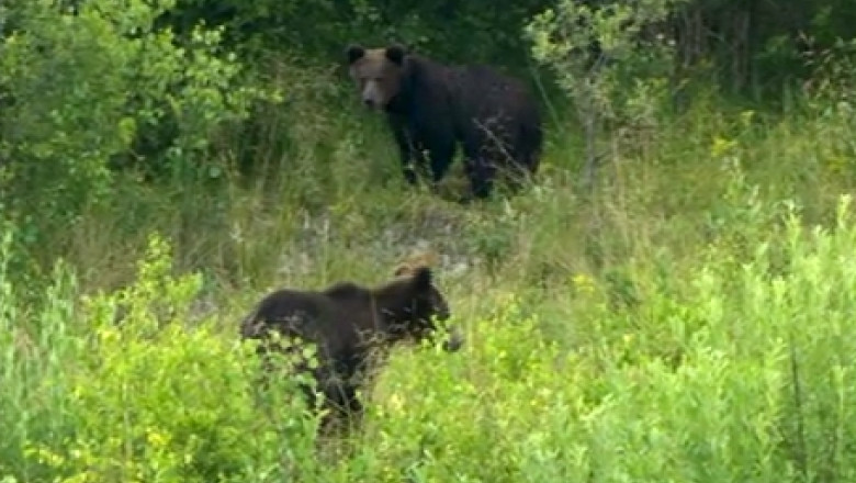 O femeie din Cluj a fost atacata de urs. Victima culegea ciuperci in padure. Autoritatile vor sa impuste animalul Imagine
