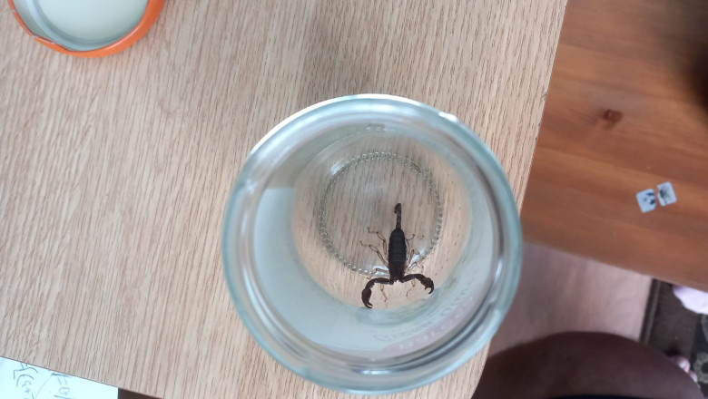 O femeie din Iasi a ajuns la spital intepata de un scorpion dupa ce a cumparat banane de la un supermarket Imagine