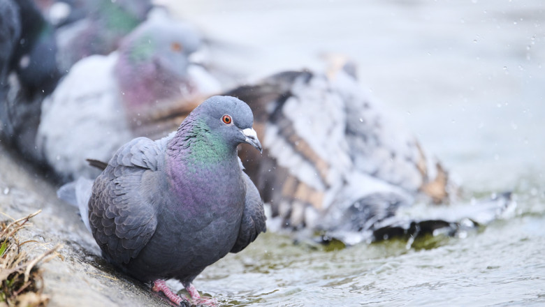 O femeie din Iasi este cercetata de politisti dupa ce a prins un porumbel si l-a mancat Imagine