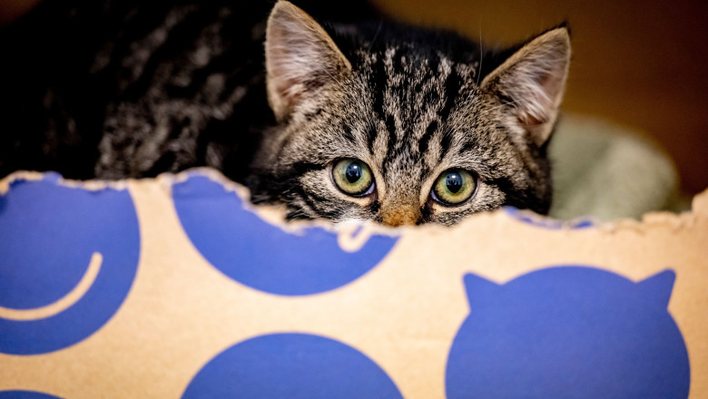 O femeie din Kenya isi imparte locuinta cu 600 de pisici. „Eu locuiesc intr-un colt al casei” Imagine