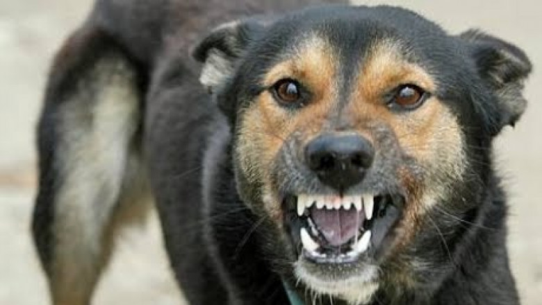 O femeie din Vaslui a fost atacata de propriul caine. Un vecin a auzit strigatele de ajutor si a sunat la 112 Imagine