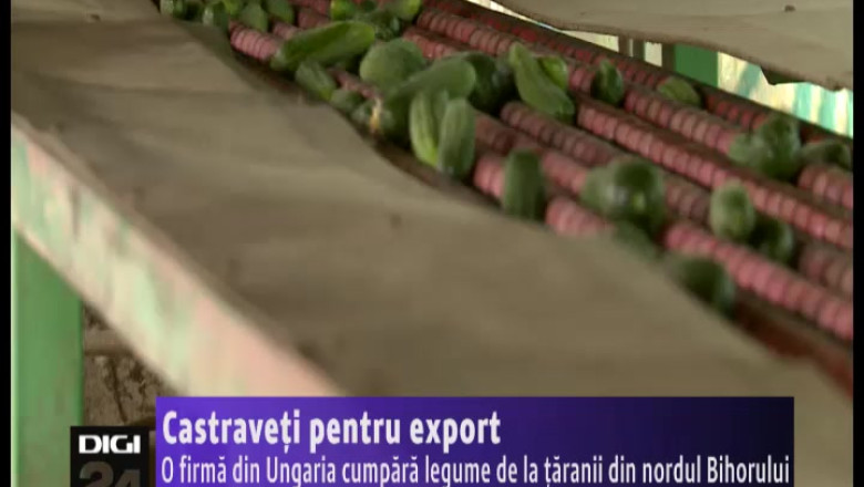 O firma din Ungaria cumpara legume de la taranii din nordul Bihorului Imagine