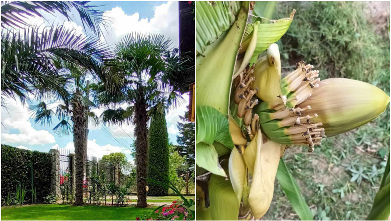 O gradina din Teleorman, plina cu palmieri, face furori pe internet. "Multi nu cred ca este din Romania si ma suna pe video" Imagine