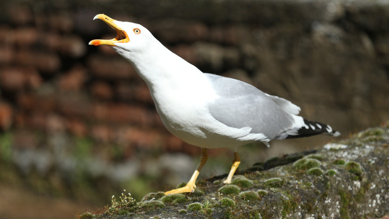 O gradina zoo din Anglia cauta oameni care sa sperie pescarusii Imagine