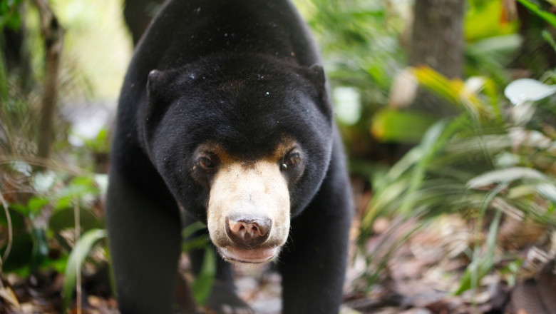 O gradina zoologica din China a fost acuzata ca a imbracat oameni in blana de urs ca sa atraga vizitatori Imagine